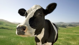 Just a happy cow
