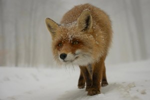 a cute fox