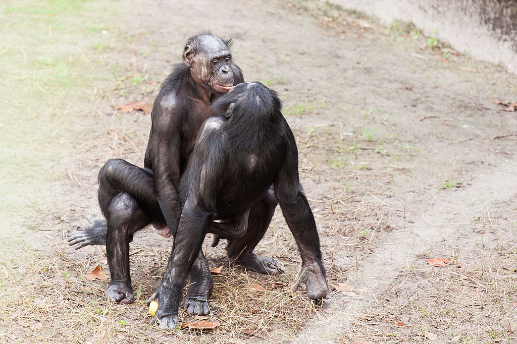 Bonobo, what else is there to do when not flinging poo? Oh right!