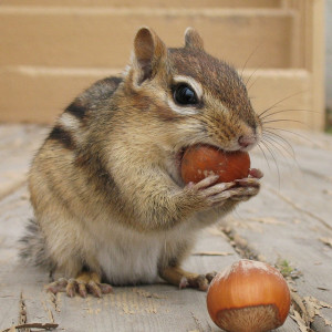 Warning: Nuts Chipmunk!