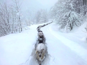 Sheep Traffic Jam in the Snow