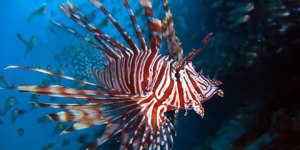 Lionfish will help kill you so coral can eat you