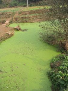 Algal Bloom of Death