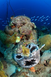 Scary black ball sponge face will eat you