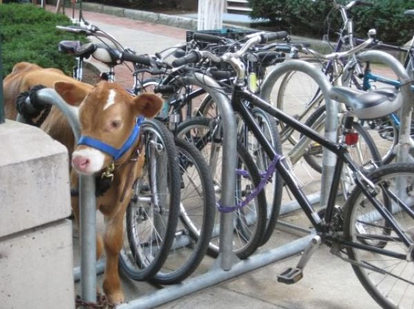I’ll just leave my cow&nbsp;here…