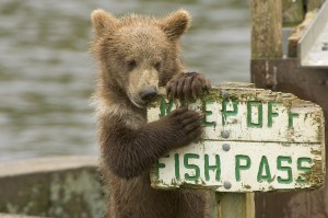 Bear eating sign that says keep off fish pass