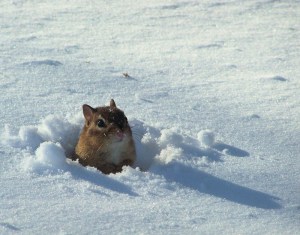 Snow Chipmunks