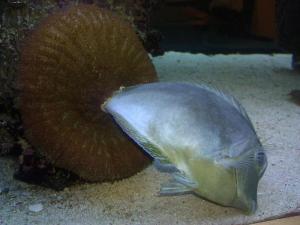 Coral actively trying to kill and eat things