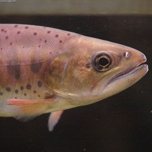 No time for spotted trout